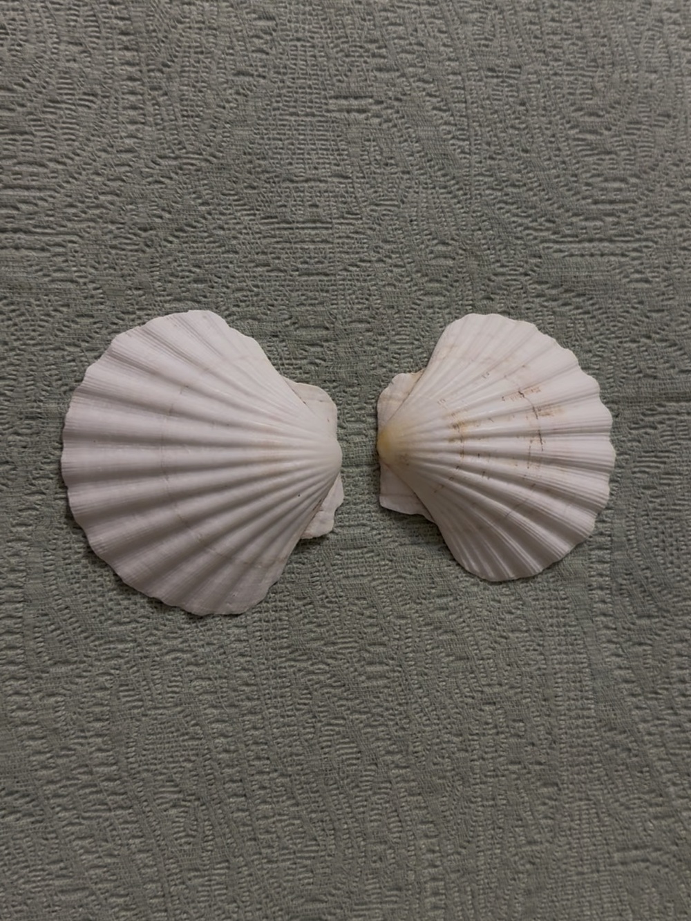 White scalloped shells filled with locally handpicked FL assortment. - Picture 2 of 8